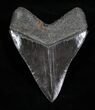 Sharply Serrated SC Megalodon Tooth - #4266-2